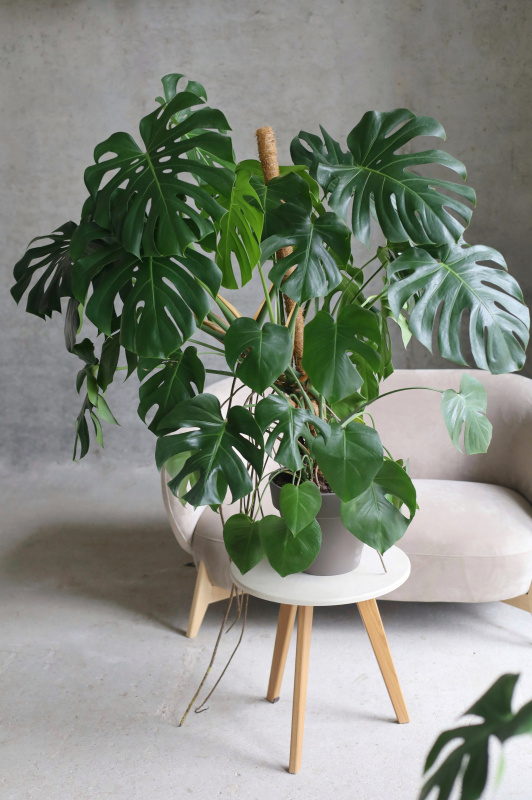 Монстера Делициоса Монстера Делициоса