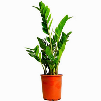 Замиокулкас D15