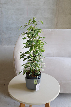 Фикус Твайлайт