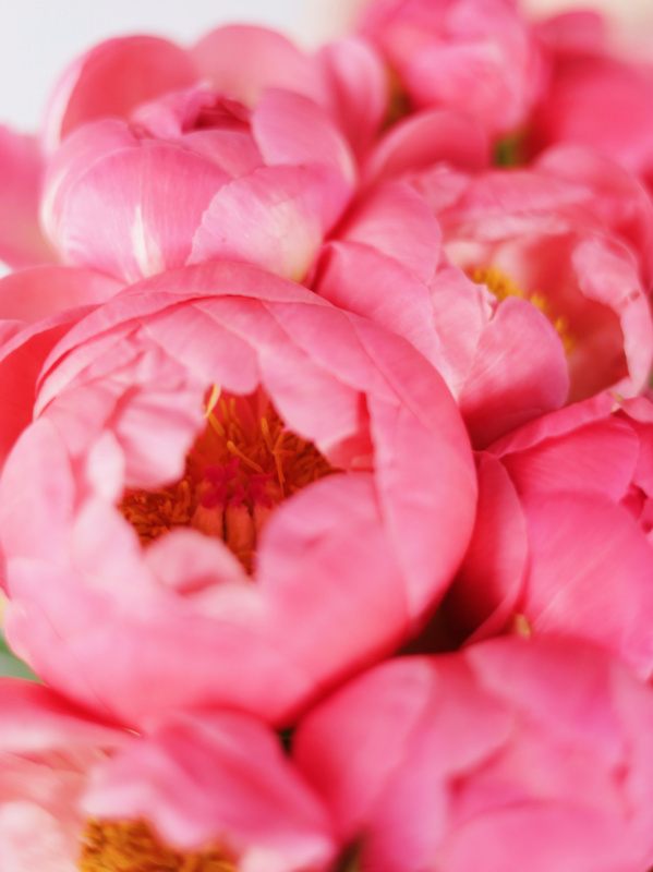 БУКЕТ ИЗ 19 ПИОНОВ БУКЕТ ИЗ 19 ПИОНОВ