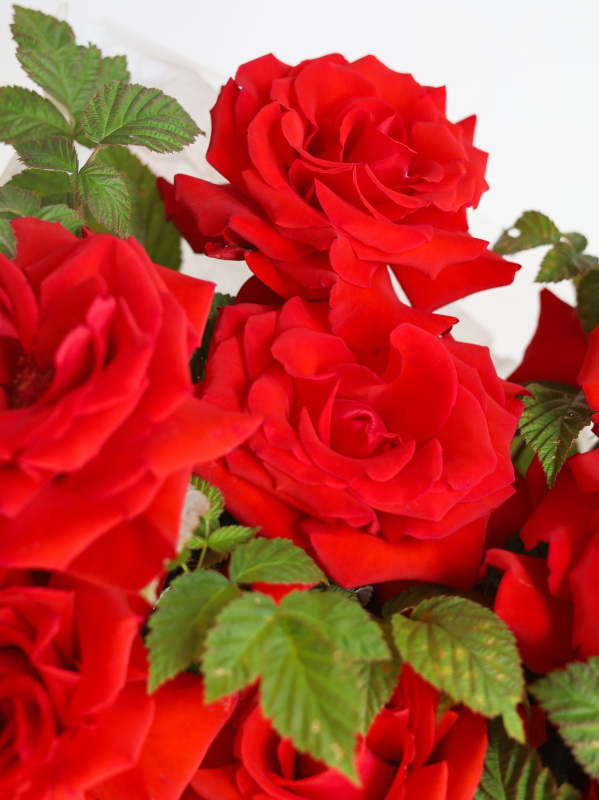 БУКЕТ С АЛОЙ ФРАНЦУЗСКОЙ РОЗА NINA И ВЕТОЧКАМИ МАЛИНЫ