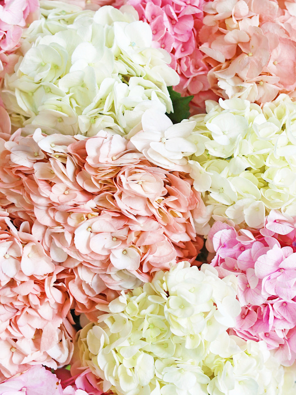 БУКЕТ 15 ГОРТЕНЗИЙ БУКЕТ 15 ГОРТЕНЗИЙ