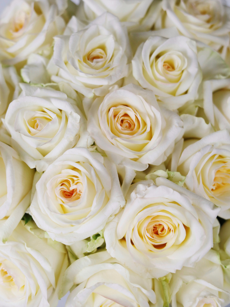 БУКЕТ 15 ПИОНОВИДНЫХ РОЗ CANDLELIGHT БУКЕТ 15 ПИОНОВИДНЫХ РОЗ CANDLELIGHT