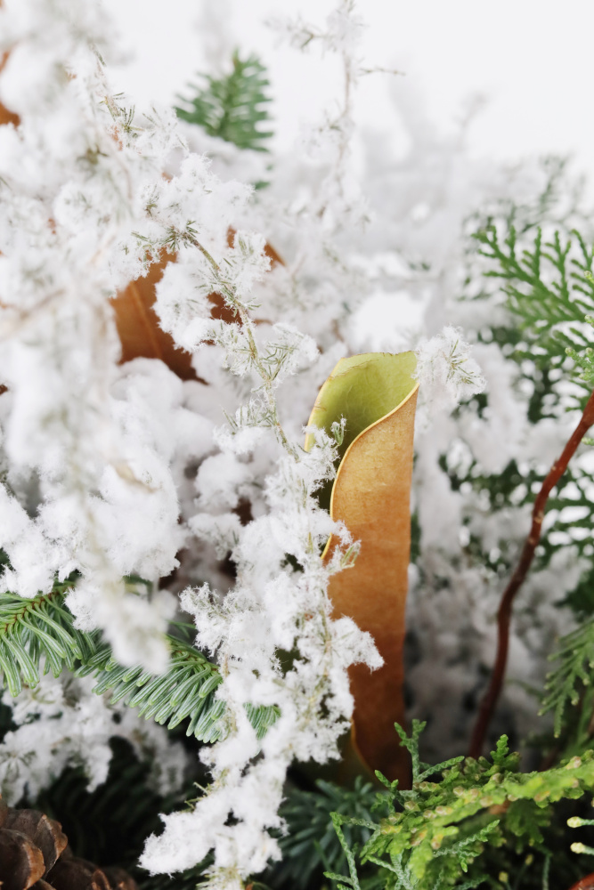 ХВОЙНЫЙ МИКС В БАРХАТНОЙ КОРОБКЕ С ЗАСНЕЖЕННЫМ АСПАРАГУСОМ И БОЛЬШИМИ ШИШКАМИ